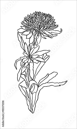 Fototapeta Naklejka Na Ścianę i Meble -  Contour illustration Flower Aster Art nouveau