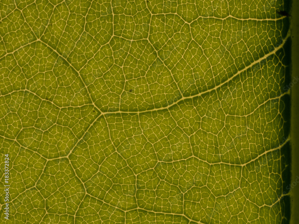 MACRO LEAF MACRO LEAF