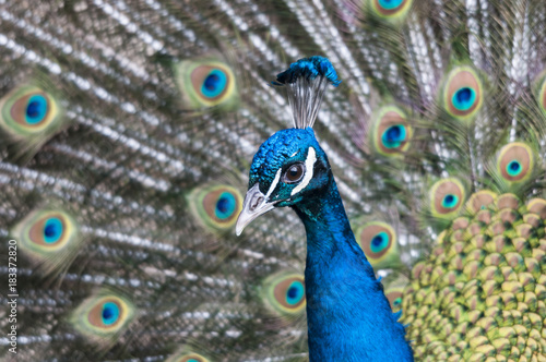 Der blaue Pfau und sein prachtvolles Federkleid.  Sein wissenschaftlicher Name lautet Pavo cristatus und er gehört, wie der Fasan und das Haushuhn, zu den Fasanenartigen (Phasianidae)