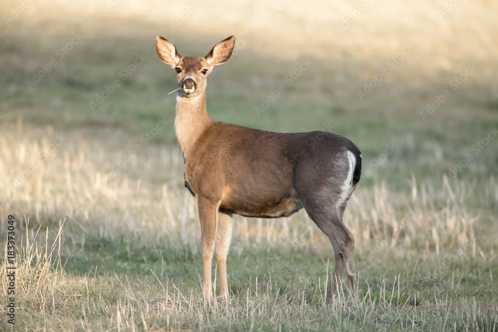 Obraz premium Cautious Black-tailed Deer Interrupted Eating. Santa Clara County, California, USA.