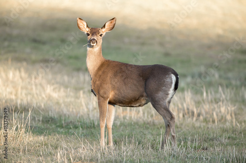 Cautious Black-tailed Deer Interrupted Eating. Santa Clara County  California  USA.
