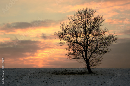 Lonely Tree at Sunset