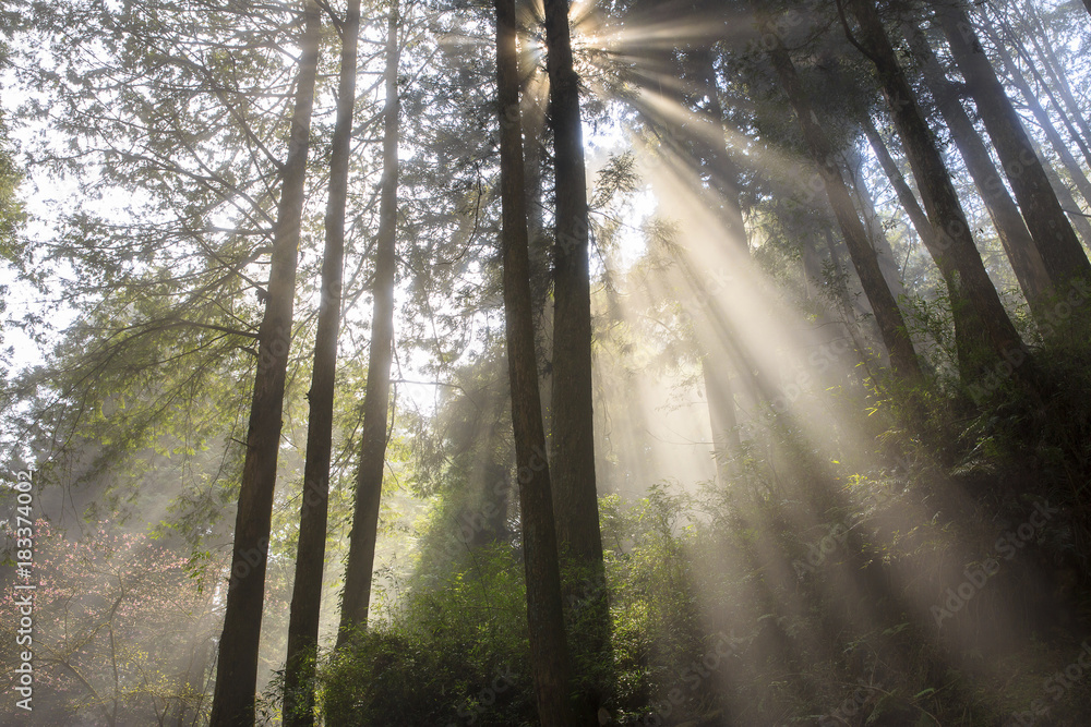 Obraz premium beauty in Taiwan