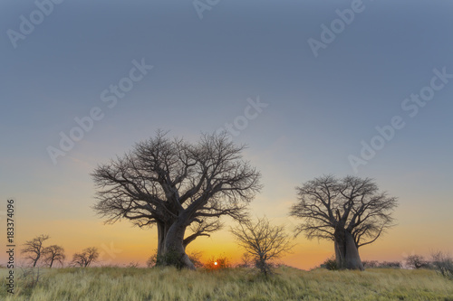 Fotografia Sun on the horizen behind baobab trees