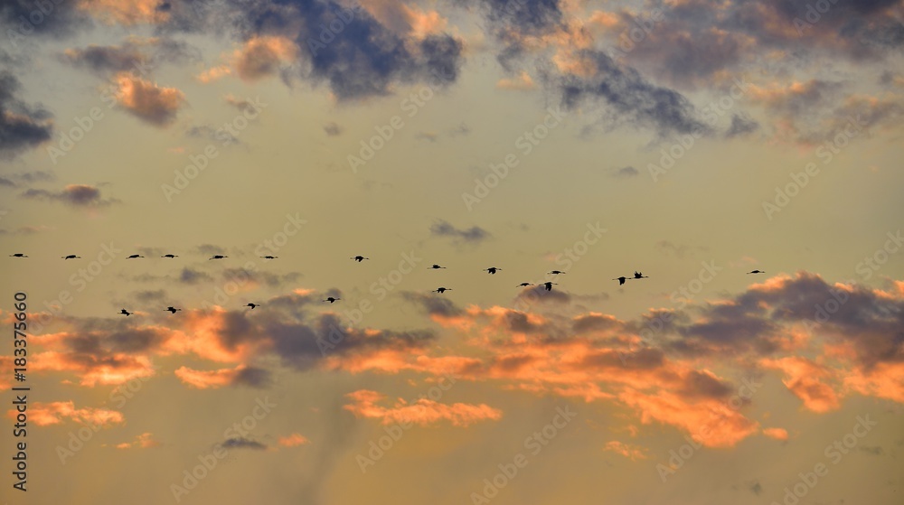 Birds in flight.  A flock of cranes flies at sunset. Grey bird with long neck.  Sunset sky with clouds background. Common Crane, Grus grus, big bird in the natural habitat.