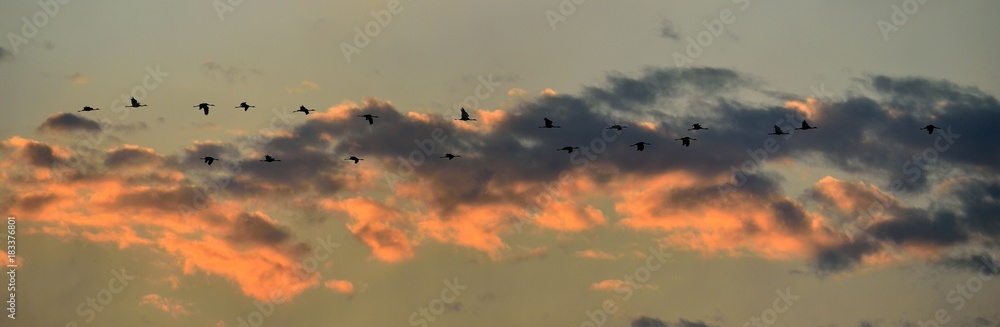 Birds in flight.  A flock of cranes flies at sunset. 