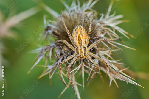 Spider on a dry thistle.
