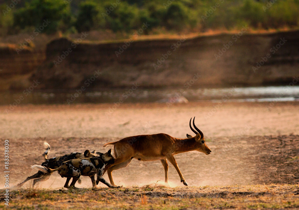 African Wild Dogs (Lycaon pictus) attacking a puku antelope on the open  plains next to the Luangwa River. South Lunagwa National Park, Zambia,  Southern Africa Stock Photo | Adobe Stock