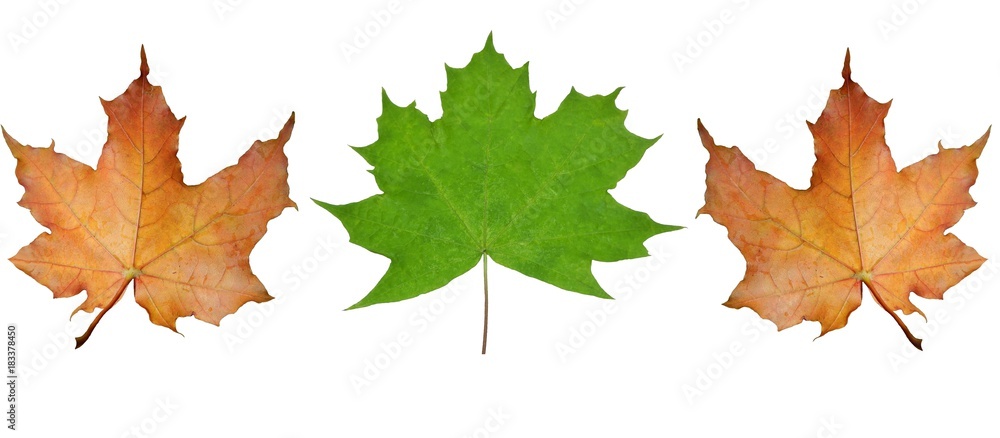 autumn maple leaves on isolated white background autumn maple leaves on isolated white background