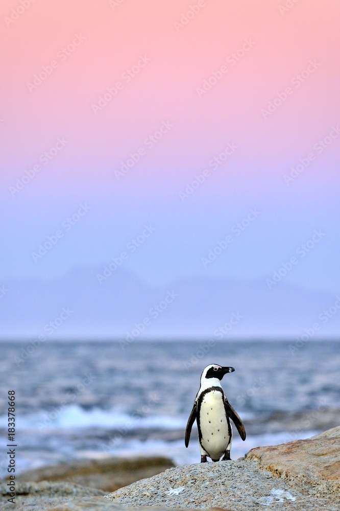 Fototapeta premium African penguin The African penguin on the shore in evening twilight. Red sunset sky.