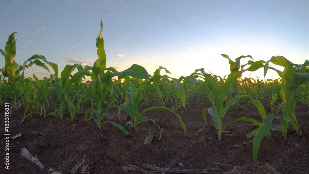 cornfield plantation time lapse cornfield plantation time lapse