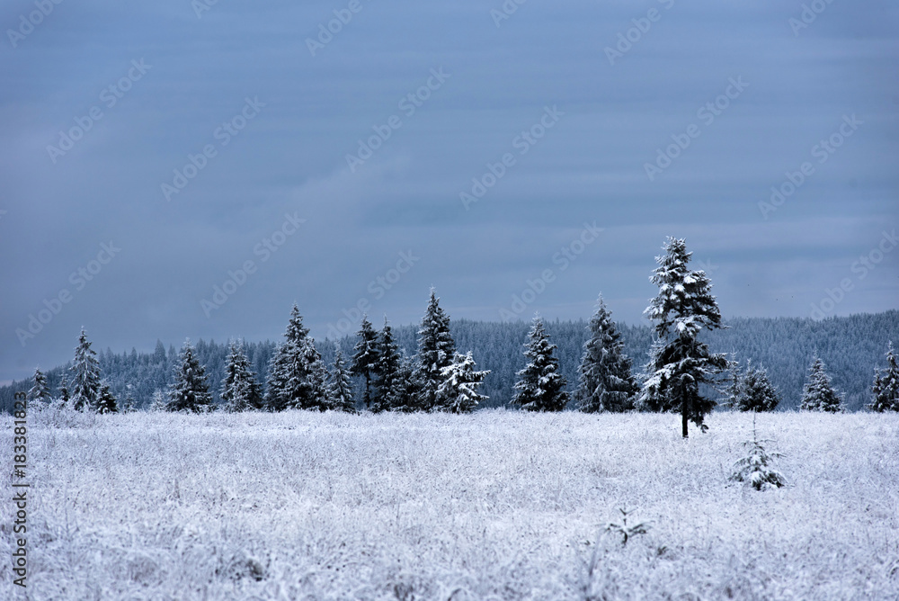 Obraz premium Trees covered with hoarfrost and snow in mountains