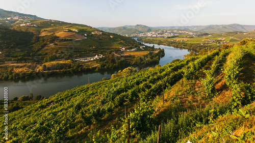 View of the Douro river  and vineyards are on a hills in Douro Valley  Portugal.