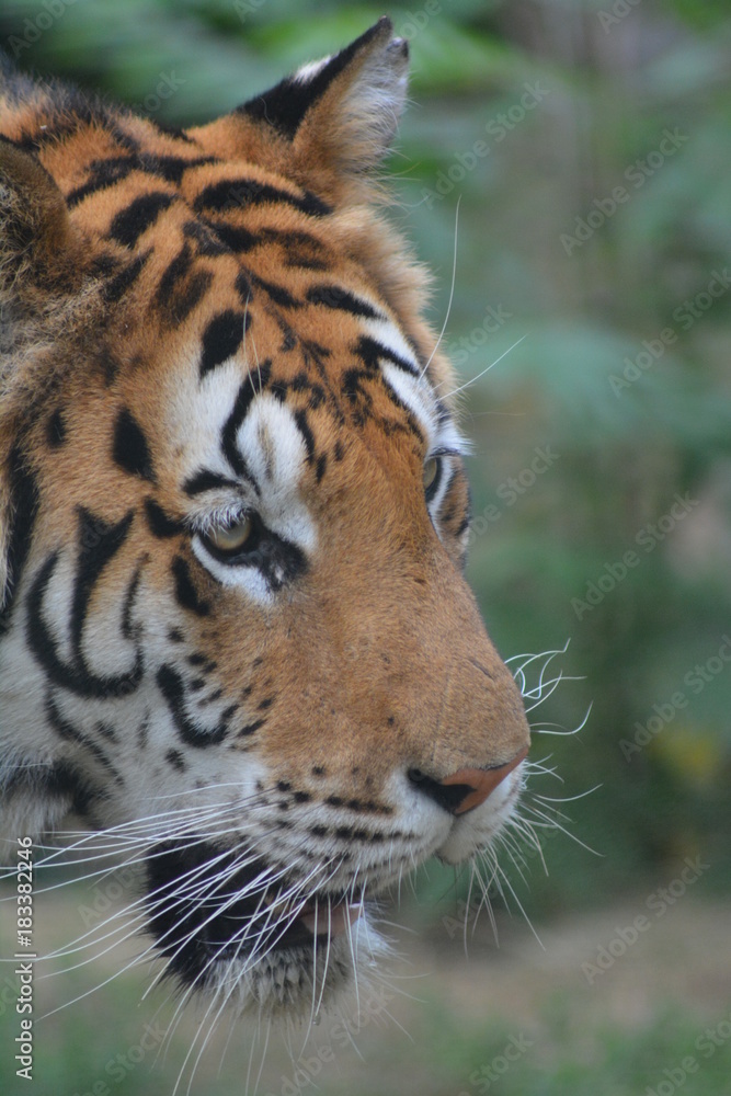 Fototapeta premium nicolas.c