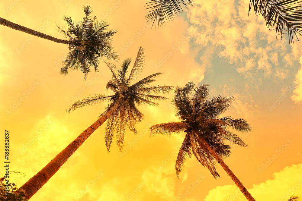 Palm Trees against sky