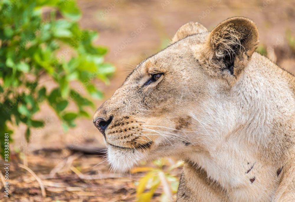 Obraz premium Close interaction with a playful lioness, Chobe riverfront area, Serondela, Chobe National Park, Botswana
