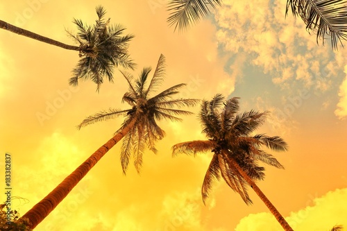 Palm Trees against sky © Marc Stephan