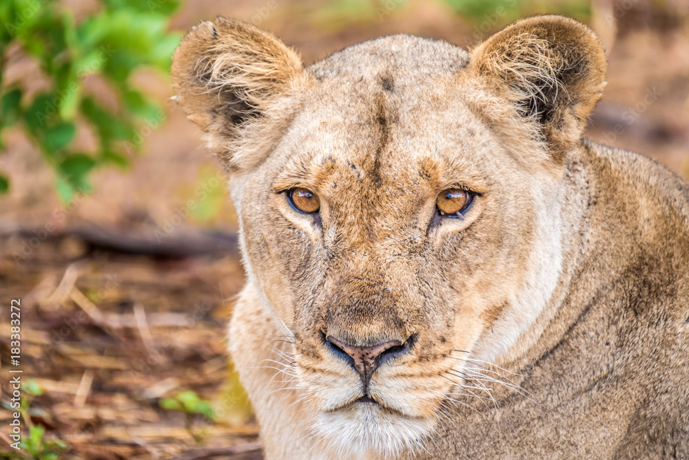 Close interaction with a playful lioness, Chobe riverfront area, Serondela, Chobe National Park, Botswana