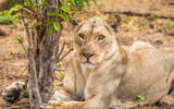Close interaction with a playful lioness, Chobe riverfront area, Serondela, Chobe National Park, Botswana