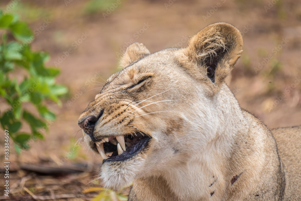 Fototapeta premium Close interaction with a playful lioness, Chobe riverfront area, Serondela, Chobe National Park, Botswana
