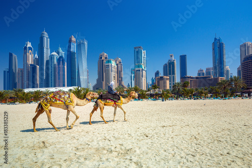 Photography The camels on Jumeirah beach and skyscrapers in the backround in Dubai,Dubai,Uni
