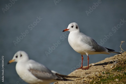 Black headed gulls standing on the shore of a lake. © Lazaros