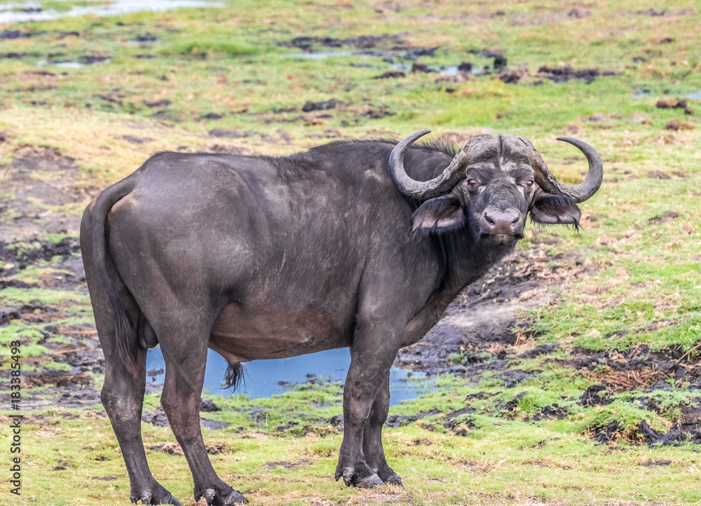 Buffalos grazing on the shores of the Chobe river, Chobe National Park, Botswana Buffalos grazing on the shores of the Chobe river, Chobe National Park, Botswana