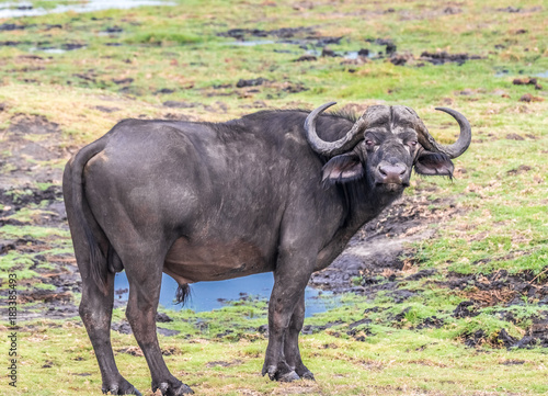 Buffalos grazing on the shores of the Chobe river, Chobe National Park, Botswana © Luis