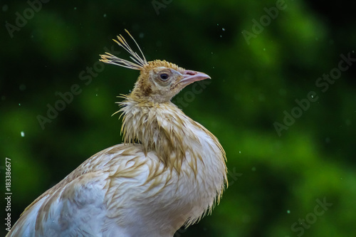 white peacock2 photo