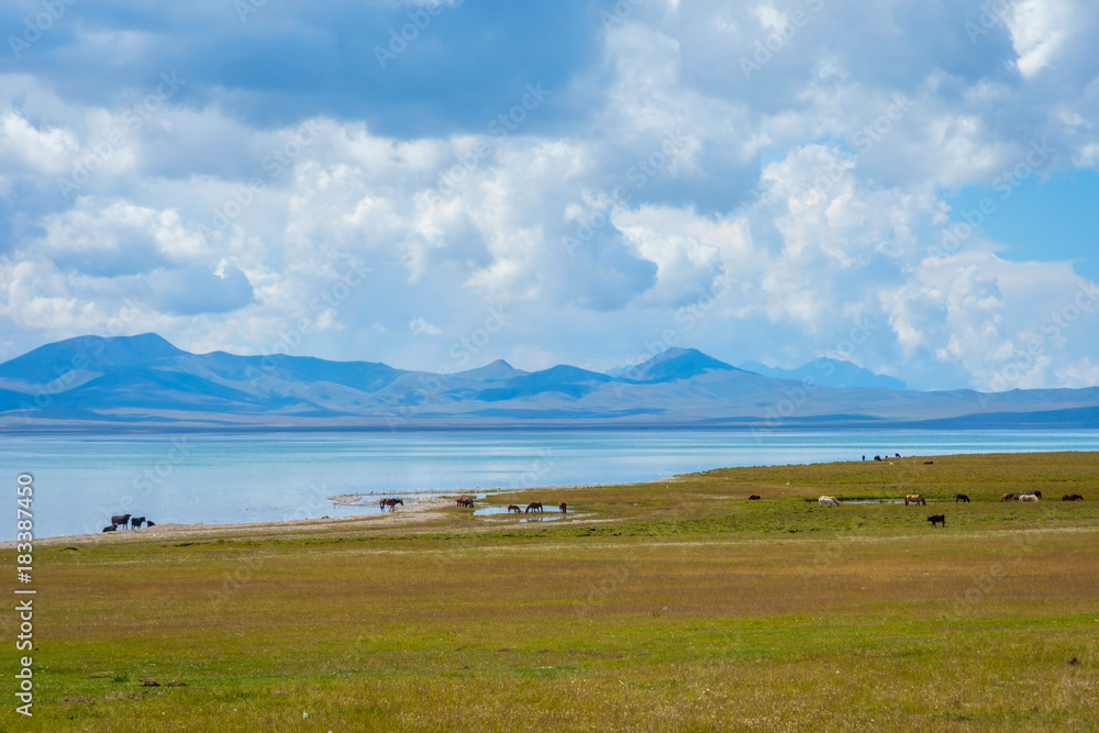 Horses by Song Kul lake, Kyrgyzstan