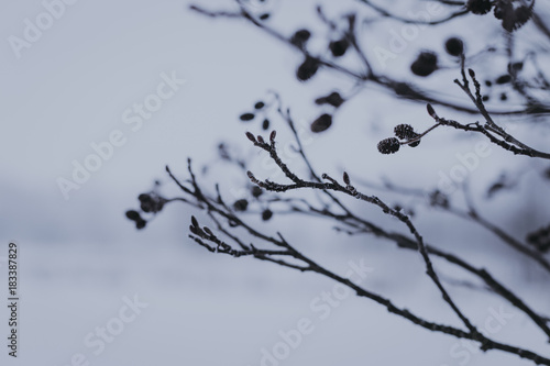 Winter branches with berries