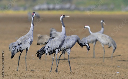 Cranes dancing in the field. The common crane , also known as the Eurasian crane. 
