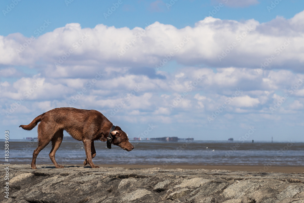 Hund an der Nordsee Hund an der Nordsee