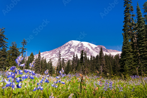 Blooming meadow at Mount Rainier
