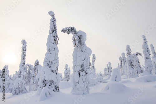 Tief verschneite Bäume in Lappland, Finnland