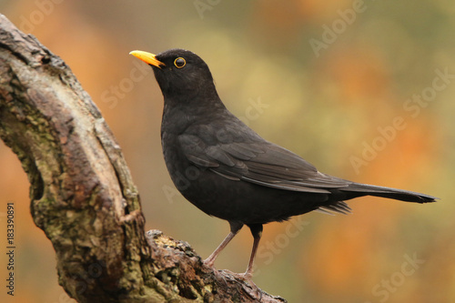 Blackbird against beautiful background