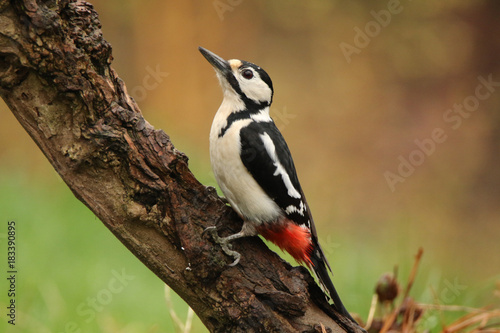 Great Spotted Woodpecker