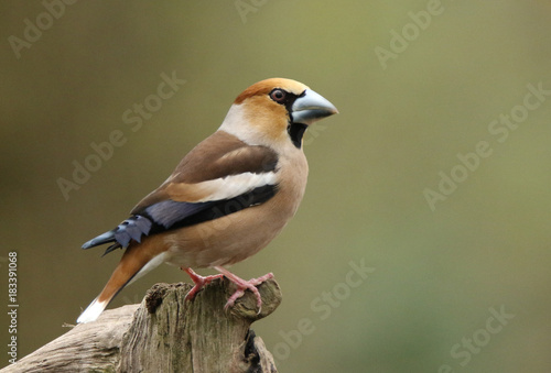 Perched Hawfinch