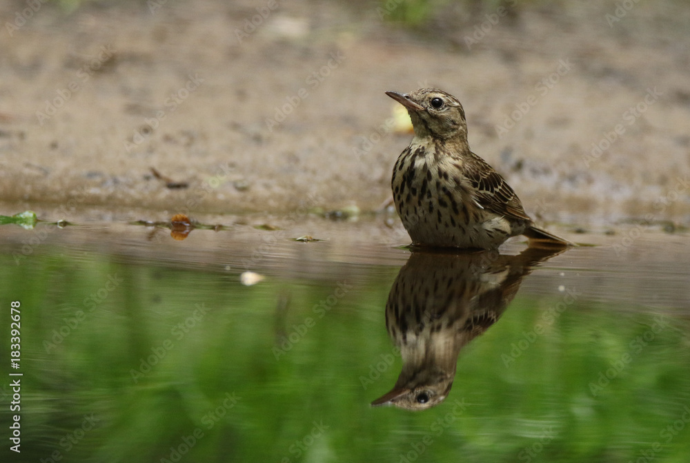 Fototapeta premium Tree Pipit