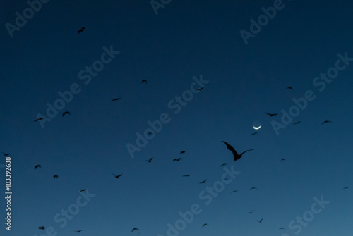 Bats flying in sunset