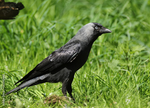 Western western jackdawackdaw