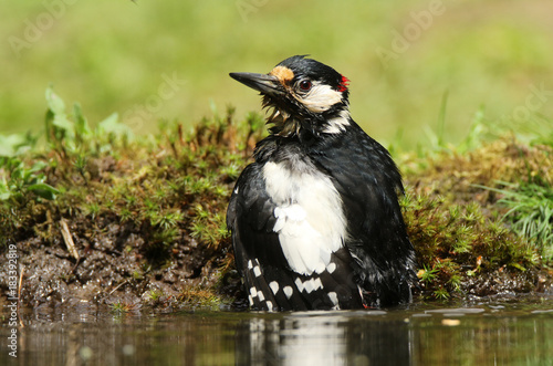 Bathing great spotted woodpecker