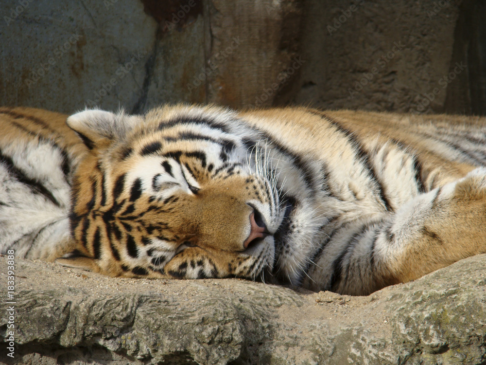 Obraz premium Sleeping tiger detail