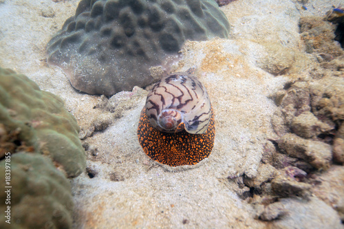 Obraz na płótnie underwater world - cone snail w salonie