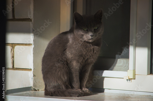 Gray cat resting in the heat on the window sill
