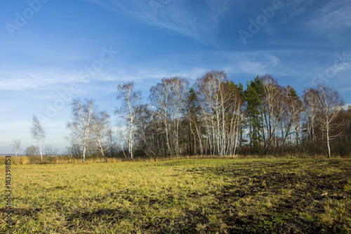 Wild meadow, forest and blue sky