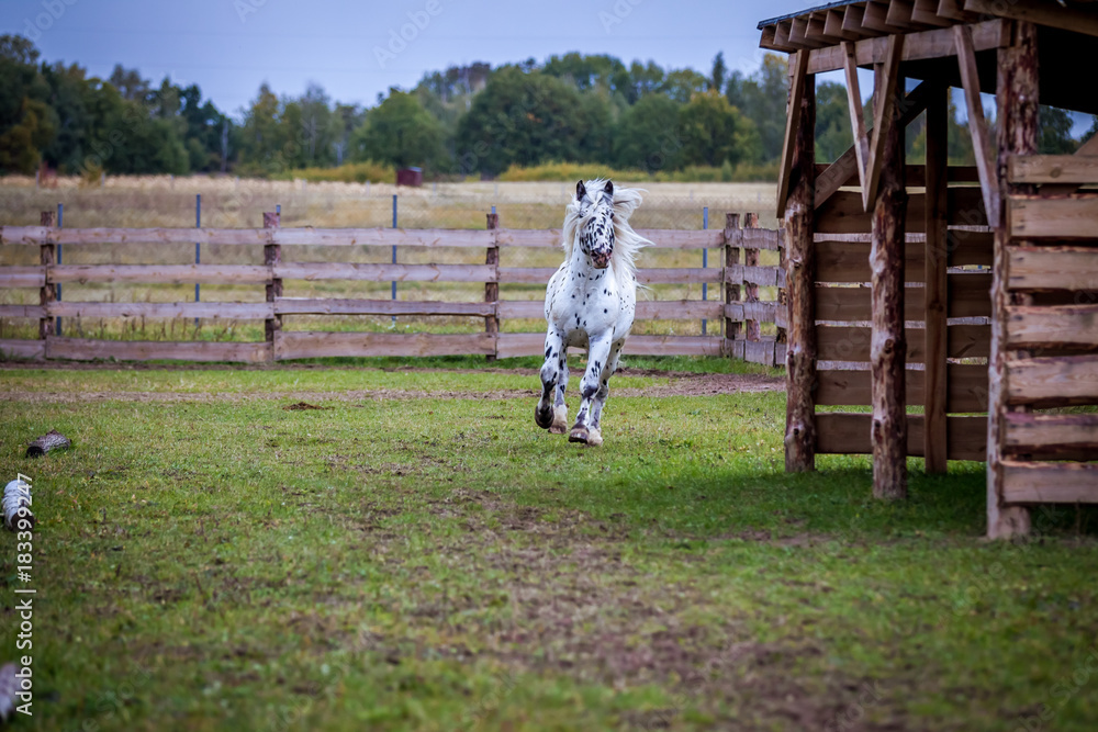 Obraz premium Stallion of the Norician breed is sporting at large