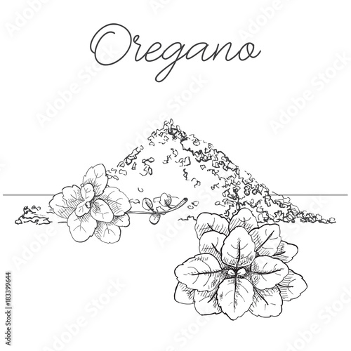 Hand drawn bunch of oregano. Fresh oregano isolated on white background. Vector illustration of a sketch style.