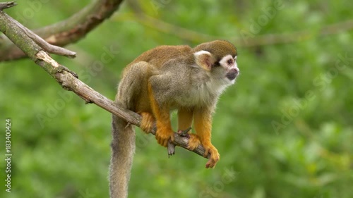 Common squirrel monkey (Saimiri sciureus)