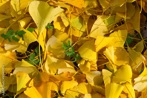 Wallpaper Mural Yellow leaves on the ground. Autumn natural background. Colorful abstract wallpaper. Torontodigital.ca